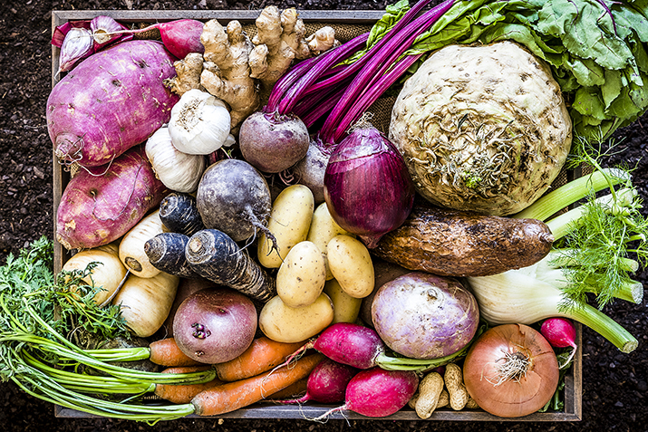 Top view of a large group of multicolored fresh organic roots, legumes and tubers shot on a rustic wooden crate surrounded by soil. The composition includes potatoes, Spanish onions, ginger, purple carrots, yucca, beetroot, garlic, peanuts, red potatoes, sweet potatoes, golden onions, turnips, parsnips, celeriac, fennels and radish. Low key DSLR photo taken with Canon EOS 6D Mark II and Canon EF 24-105 mm f/4L