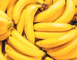 bananas, many, banana, fruit, background, fresh, market, ripe, bunch, food, healthy, yellow, tropical, stack, organic, color, closeup, natural, diet, agriculture, snack, ingredient, objects, sale, product, lot, pattern, health, lifestyle, macro, sweet, group, pile, heap, grocery, fruits, lots, bunches, beautiful, eat, vegetarian, horisontal, burlap
